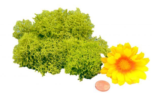 Muwse Islandmoos Frühlingsgrün 10 g händisch gerupft Osternest Weihnachtskrippe